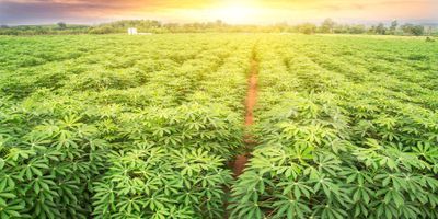 cassava field