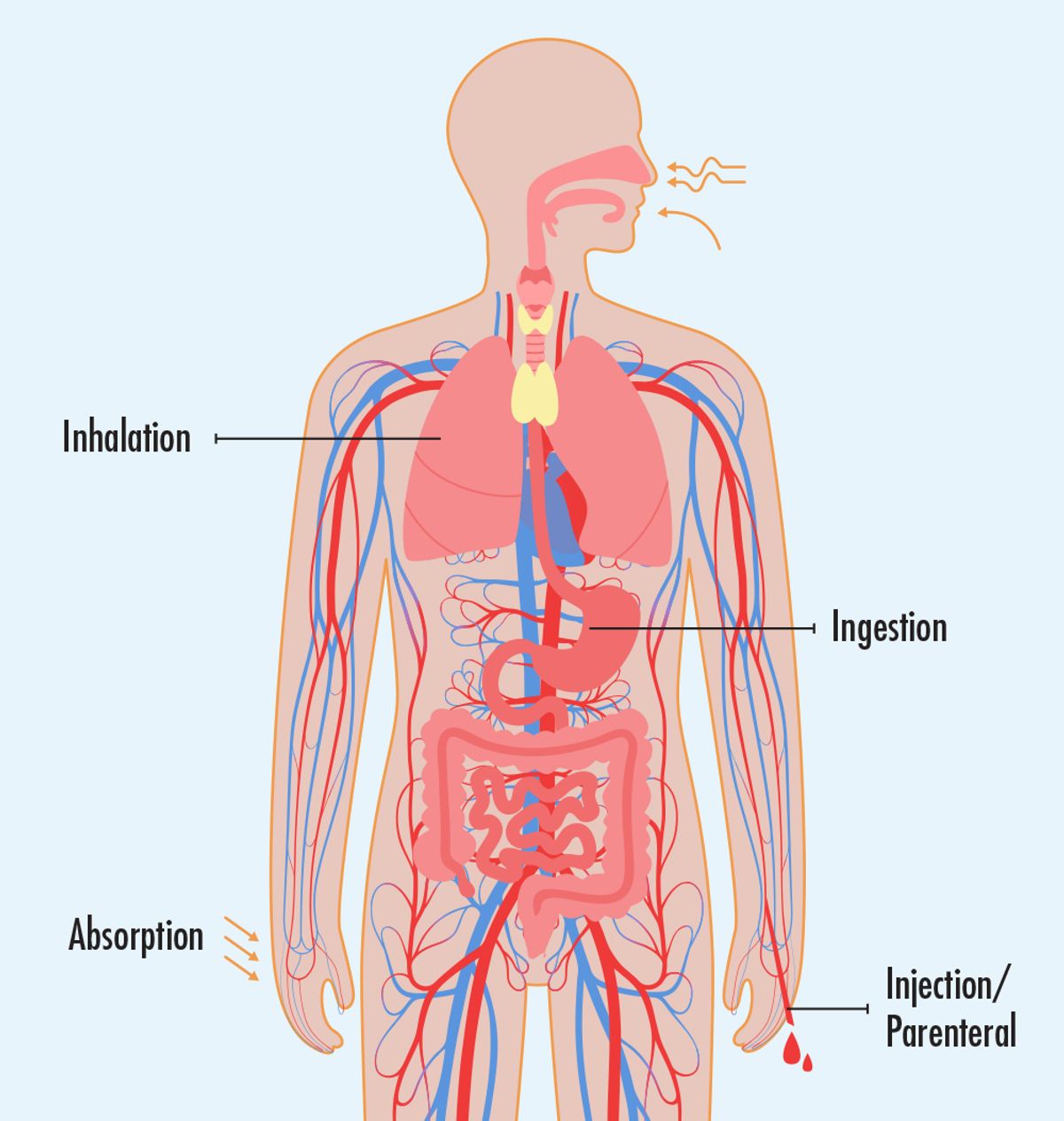Diagram showing potential exposure routes of entry into the body. Diagram showing potential exposure routes of entry into the body.