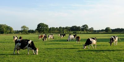 photo of a dispersed group of cows grazing in a green field with trees and blue sky with clouds in the background