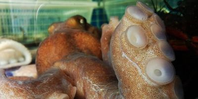 a close up photo of an octopus in a tank focusing on the suckers on one of it's arms
