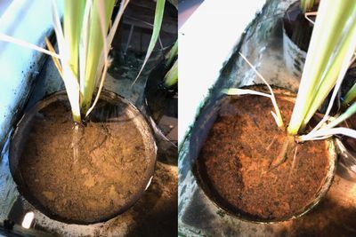 Rice Plants with and without Cable Bacteria